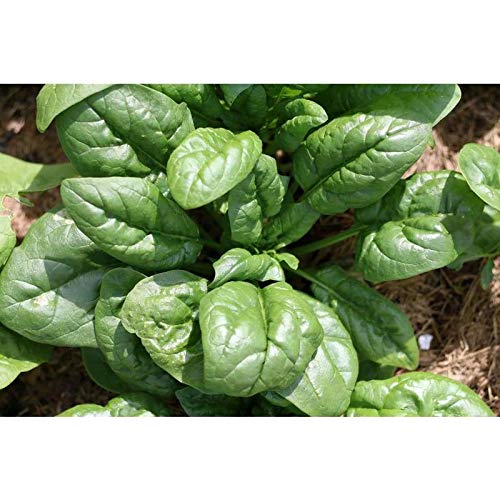 Giant Noble Spinach Seeds for Planting, 100+ Heirloom Seeds Per Packet, (Isla's Garden Seeds), Non GMO Seeds, Botanical Name: Spinacia oleracea, Great Home Garden Gift