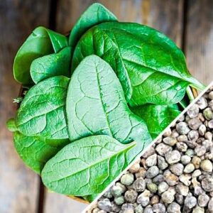 Giant Noble Spinach Seeds for Planting, 100+ Heirloom Seeds Per Packet, (Isla's Garden Seeds), Non GMO Seeds, Botanical Name: Spinacia oleracea, Great Home Garden Gift