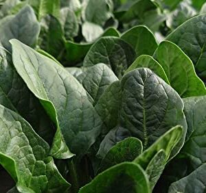 Giant Noble Spinach Seeds for Planting, 100+ Heirloom Seeds Per Packet, (Isla's Garden Seeds), Non GMO Seeds, Botanical Name: Spinacia oleracea, Great Home Garden Gift