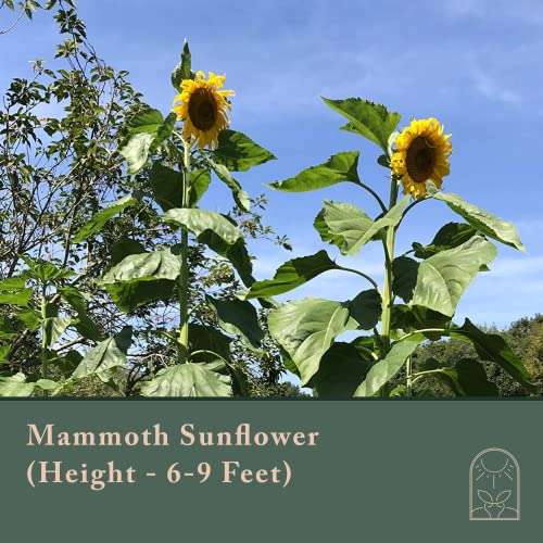 Window Garden Mammoth Sunflower Grow Kit - Giant Sunflower Planting Seeds Starter Pack - Germinate Seeds on Your Windowsill, Mini Greenhouse System - with 10 Fiber Soil Seed Starters