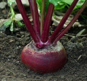 1200 detroit dark red beet seeds for planting 1 ounce of seeds non gmo and heirloom survival vegetable garden bulk seeds