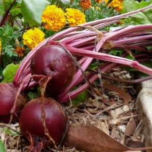 1200 Detroit Dark Red Beet Seeds for Planting 1 Ounce of Seeds Non GMO and Heirloom Survival Vegetable Garden Bulk Seeds