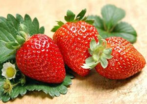 200pcs giant strawberry seeds, sweet red strawberry garden strawberry fruit seeds, for garden planting