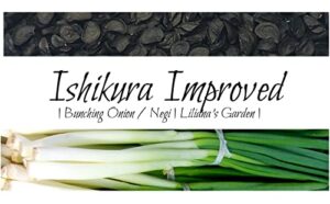 fast-growing bunching onion seeds -“ishikura improved” – liliana’s garden – usa grown heirloom seeds