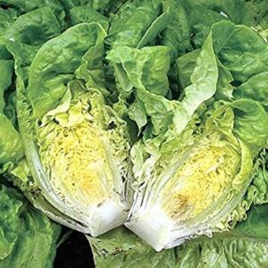 "Little Gem" Butterhead Lettuce Seeds for Planting, 1000+ Heirloom Seeds Per Packet, (Isla's Garden Seeds), Non GMO Seeds, Scientific Name: Lactuca Sativa, Great Home Garden Gift