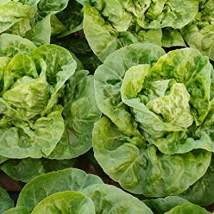 "Little Gem" Butterhead Lettuce Seeds for Planting, 1000+ Heirloom Seeds Per Packet, (Isla's Garden Seeds), Non GMO Seeds, Scientific Name: Lactuca Sativa, Great Home Garden Gift