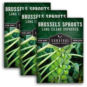 Survival Garden Seeds - Long Island Improved Brussels Sprouts for Planting - 3 Packs with Instructions to Plant and Grow Delicious Sweet Sprouts in the Home Vegetable Garden - Non-GMO Heirloom Variety