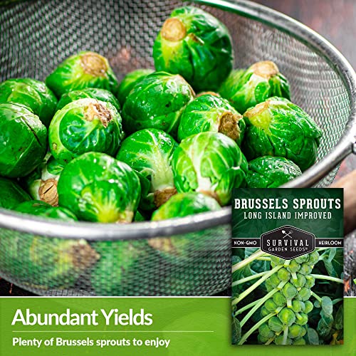 Survival Garden Seeds - Long Island Improved Brussels Sprouts for Planting - 3 Packs with Instructions to Plant and Grow Delicious Sweet Sprouts in the Home Vegetable Garden - Non-GMO Heirloom Variety