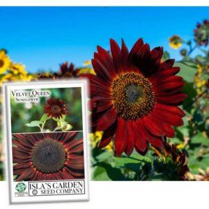 velvet queen mix sunflower seeds for planting, 50+ seeds per packet, (isla’s garden seeds), non gmo & heirloom seeds, scientific name: helianthus annuus, great home garden gift