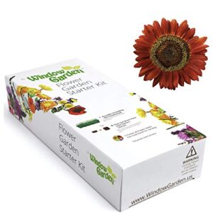 window garden – evening sun sunflower flower starter kit – grow beauty. germinate seeds on your windowsill then move to planter or beds. mini greenhouse system make’s it foolproof, easy and fun.