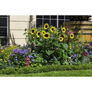 Window Garden - Evening Sun Sunflower Flower Starter Kit - Grow Beauty. Germinate Seeds on Your Windowsill Then Move to Planter or Beds. Mini Greenhouse System Make’s it Foolproof, Easy and Fun.