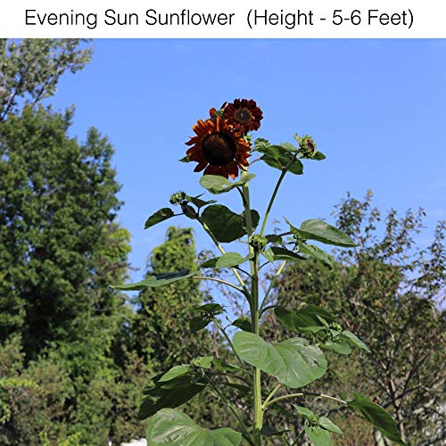 Window Garden - Evening Sun Sunflower Flower Starter Kit - Grow Beauty. Germinate Seeds on Your Windowsill Then Move to Planter or Beds. Mini Greenhouse System Make’s it Foolproof, Easy and Fun.