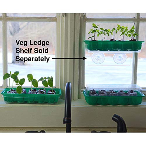 Window Garden - Evening Sun Sunflower Flower Starter Kit - Grow Beauty. Germinate Seeds on Your Windowsill Then Move to Planter or Beds. Mini Greenhouse System Make’s it Foolproof, Easy and Fun.