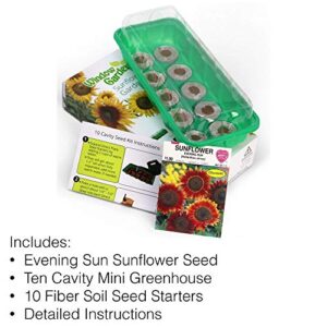 Window Garden - Evening Sun Sunflower Flower Starter Kit - Grow Beauty. Germinate Seeds on Your Windowsill Then Move to Planter or Beds. Mini Greenhouse System Make’s it Foolproof, Easy and Fun.