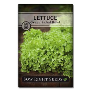 sow right seeds – salad bowl green leaf lettuce seeds for planting – non-gmo heirloom packet with instructions to plant a home vegetable garden, rapid growing leaf lettuce; great gardening gift