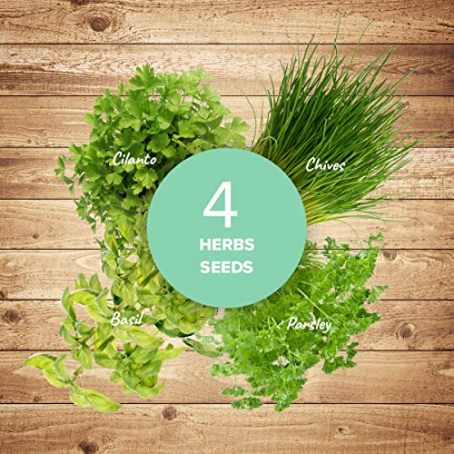 Indoor Herb Garden Starter Kit - DIY Kits for Adults - 4 Herb Seeds Growing Kit - Crafts for Adults - Home Seed Starter Grow Plant Kit - Craft Kits for Adults - Basil, Parsley, Cilantro, Chives