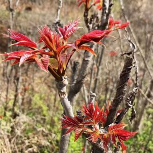 Chinese Mahogany Live Plant Tree Seedings,14-17inch Height Chinese Red Toon Tree Great for Home and Garden Yards Planting