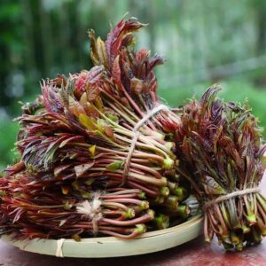 Chinese Mahogany Live Plant Tree Seedings,14-17inch Height Chinese Red Toon Tree Great for Home and Garden Yards Planting