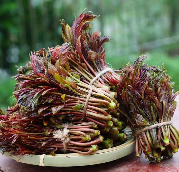 Chinese Mahogany Live Plant Tree Seedings,14-17inch Height Chinese Red Toon Tree Great for Home and Garden Yards Planting