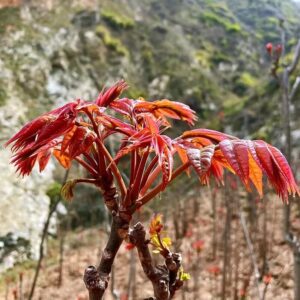 Chinese Mahogany Live Plant Tree Seedings,14-17inch Height Chinese Red Toon Tree Great for Home and Garden Yards Planting