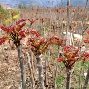 Chinese Mahogany Live Plant Tree Seedings,14-17inch Height Chinese Red Toon Tree Great for Home and Garden Yards Planting