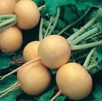 Golden Ball Turnip Seeds for Planting, 1000+ Heirloom Seeds Per Packet, (Isla's Garden Seeds), Non GMO Seeds, Botanical Name: Brassica Rapa, Great Home Garden Gift