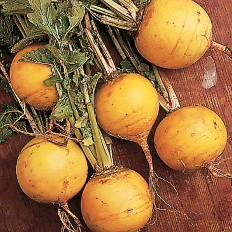 Golden Ball Turnip Seeds for Planting, 1000+ Heirloom Seeds Per Packet, (Isla's Garden Seeds), Non GMO Seeds, Botanical Name: Brassica Rapa, Great Home Garden Gift