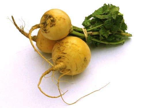 Golden Ball Turnip Seeds for Planting, 1000+ Heirloom Seeds Per Packet, (Isla's Garden Seeds), Non GMO Seeds, Botanical Name: Brassica Rapa, Great Home Garden Gift