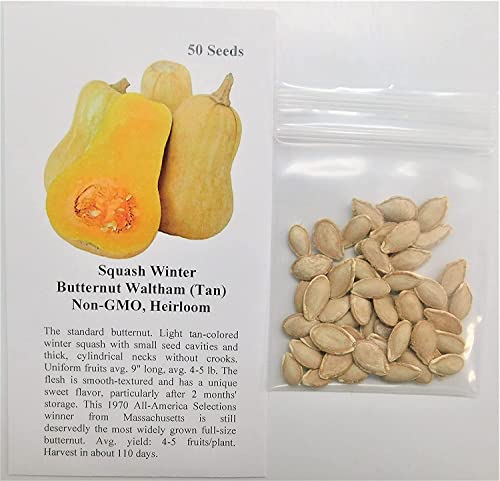 David's Garden Seeds Squash Winter Butternut Waltham FBA-00016 (Tan) 50 Non-GMO, Heirloom Seeds