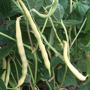 Cherokee Wax Bush Bean Seeds for Planting, 50+ Heirloom Seeds Per Packet, (Isla's Garden Seeds), Non GMO Seeds, Botanical Name: Phaseolus vulgaris, Great Home Garden Gift