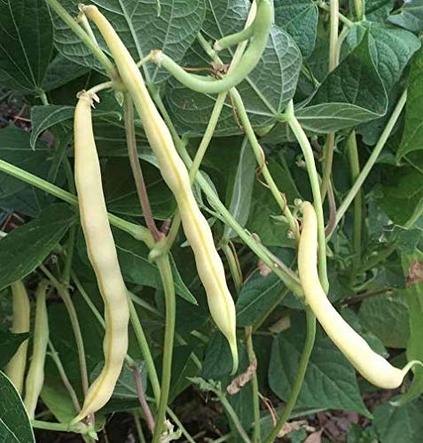 Cherokee Wax Bush Bean Seeds for Planting, 50+ Heirloom Seeds Per Packet, (Isla's Garden Seeds), Non GMO Seeds, Botanical Name: Phaseolus vulgaris, Great Home Garden Gift