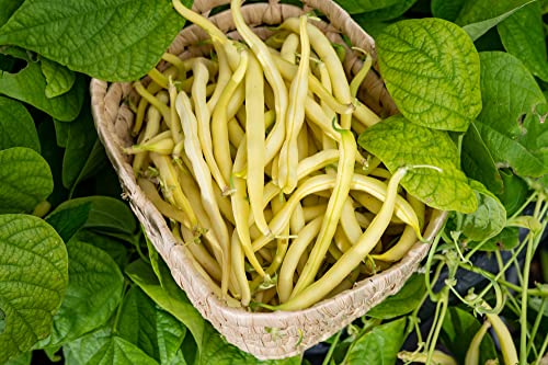 Cherokee Wax Bush Bean Seeds for Planting, 50+ Heirloom Seeds Per Packet, (Isla's Garden Seeds), Non GMO Seeds, Botanical Name: Phaseolus vulgaris, Great Home Garden Gift