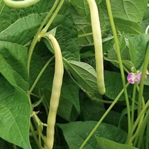 Cherokee Wax Bush Bean Seeds for Planting, 50+ Heirloom Seeds Per Packet, (Isla's Garden Seeds), Non GMO Seeds, Botanical Name: Phaseolus vulgaris, Great Home Garden Gift