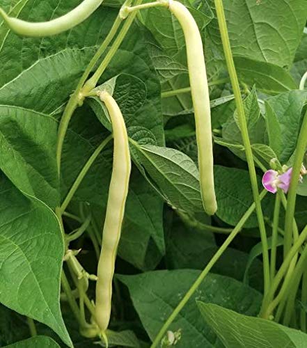 Cherokee Wax Bush Bean Seeds for Planting, 50+ Heirloom Seeds Per Packet, (Isla's Garden Seeds), Non GMO Seeds, Botanical Name: Phaseolus vulgaris, Great Home Garden Gift