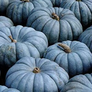 Exotic Blue Pumpkin Seeds | 20 Seeds Packet | Blue Jarrahdale Pumpkin Seeds