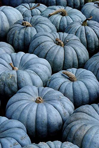 Exotic Blue Pumpkin Seeds | 20 Seeds Packet | Blue Jarrahdale Pumpkin Seeds