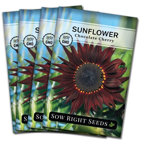 Sow Right Seeds - Chocolate Cherry Sunflower Seeds for Planting - Non-GMO Heirloom Packets with Instructions to Plant a Home Vegetable Garden (4)