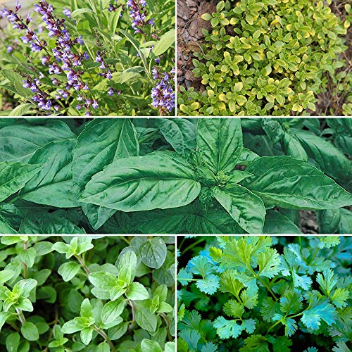 Organic Italian Herb Garden Seed Collection - 5 Non-GMO, Organic Seed Packets - Oregano, Thyme, Basil, Sage, Cilantro - Kitchen Culinary Herb Gardening Seeds