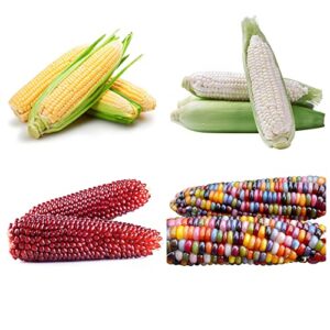 200+ corn seeds for planting (4 varieties) glass gem corn, sweet corn, silver queen corn, red corn non-gmo heirloom, 90% germination rates open pollinated