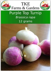 tke farms – purple top turnip seeds for planting, 12 grams ~ 5000 seeds, brassica rapa