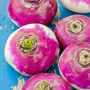 TKE Farms - Purple Top Turnip Seeds for Planting, 12 Grams ~ 5000 Seeds, Brassica rapa