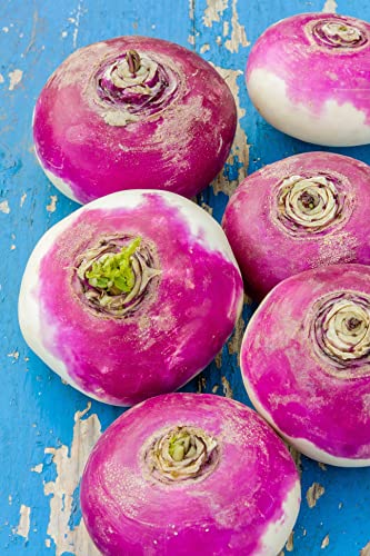 TKE Farms - Purple Top Turnip Seeds for Planting, 12 Grams ~ 5000 Seeds, Brassica rapa