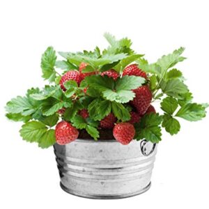 BUZZY Kids Mini Basin Seed Grow Kit | Strawberry | Kids Collection | Best Gardening Gifts, Favors, Weddings, Parties, Events, Modern, Trendy, Unique, and Fun | Growth Guaranteed