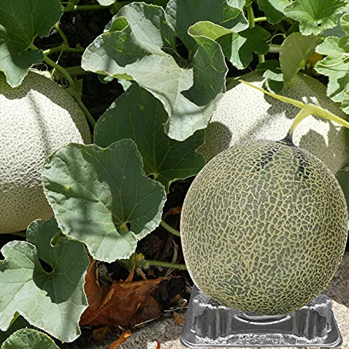 NN/A 50 Pcs Plastic Melon Cradle Watermelon Support Plastic Garden Melon Protectors for Avoid Cantaloupe,Pumpkin,Watermelon Ground Rot