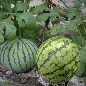 NN/A 50 Pcs Plastic Melon Cradle Watermelon Support Plastic Garden Melon Protectors for Avoid Cantaloupe,Pumpkin,Watermelon Ground Rot