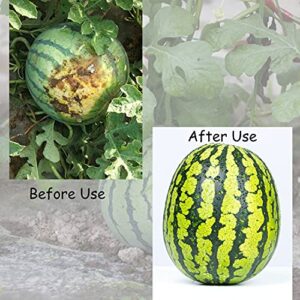 NN/A 50 Pcs Plastic Melon Cradle Watermelon Support Plastic Garden Melon Protectors for Avoid Cantaloupe,Pumpkin,Watermelon Ground Rot