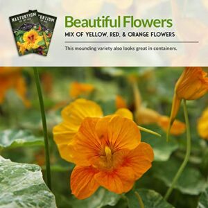 Survival Garden Seeds - Tip Top Mix Nasturtium Seeds - 3 Packs with Instructions to Plant and Grow Edible Flowers & Companion Plants in Your Home Vegetable Garden - Non-GMO Heirloom Variety