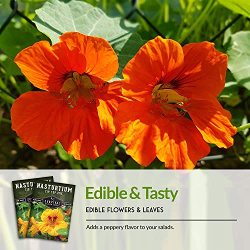 Survival Garden Seeds - Tip Top Mix Nasturtium Seeds - 3 Packs with Instructions to Plant and Grow Edible Flowers & Companion Plants in Your Home Vegetable Garden - Non-GMO Heirloom Variety