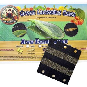 NaturesGoodGuys - Green Lacewing Eggs on Hanging Card (2,500 Eggs)