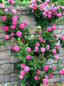gro from climbing rose seeds for planting outdoors – rosa bush vine rose heirloom flowers garden 250+ seeds